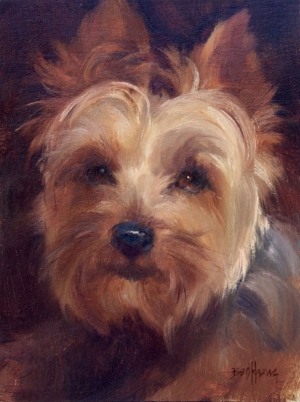  Click to See Little Yorkie